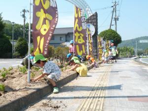 一生懸命植えている様子
